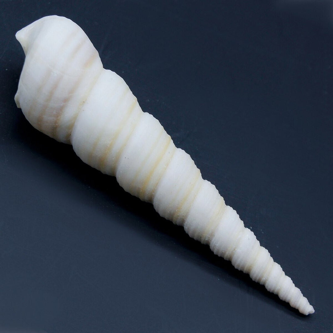 Shells Accessories 8 pcs (SF8-H) | Reliance Fine Art |Resin and Fluid ArtTexture mediums for Resin and Fluid Art