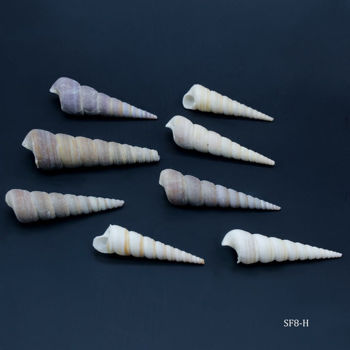 Shells Accessories 8 pcs (SF8-H) | Reliance Fine Art |Resin and Fluid ArtTexture mediums for Resin and Fluid Art